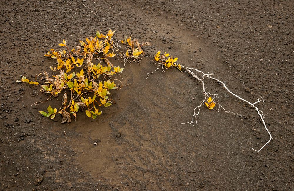 Lebensraum für zähe Naturen - II