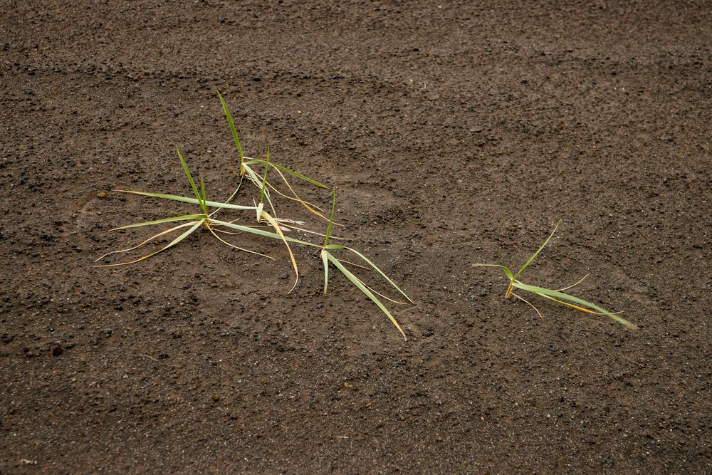 Lebensraum für zähe Naturen - III