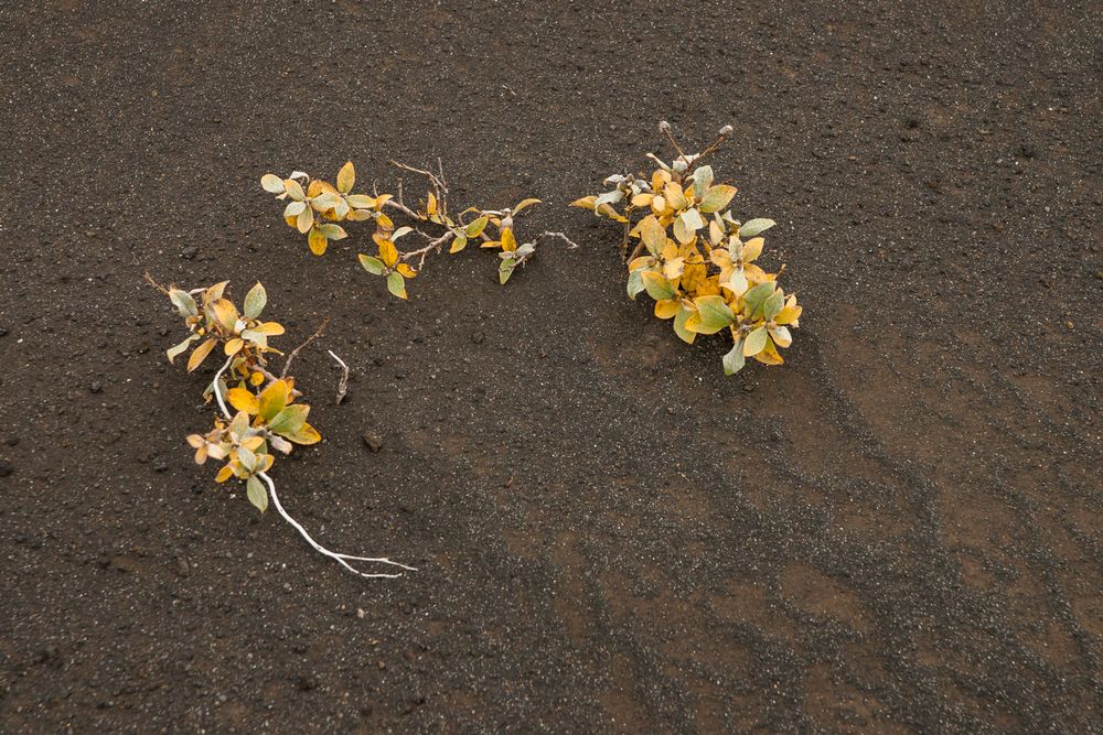 Lebensraum für zähe Naturen - VI