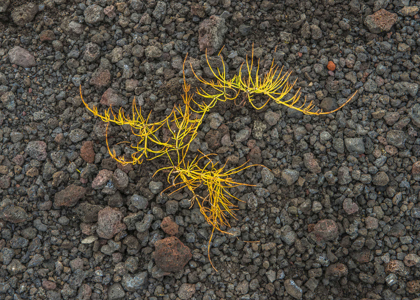 Lebensraum für zähe Naturen - VIII