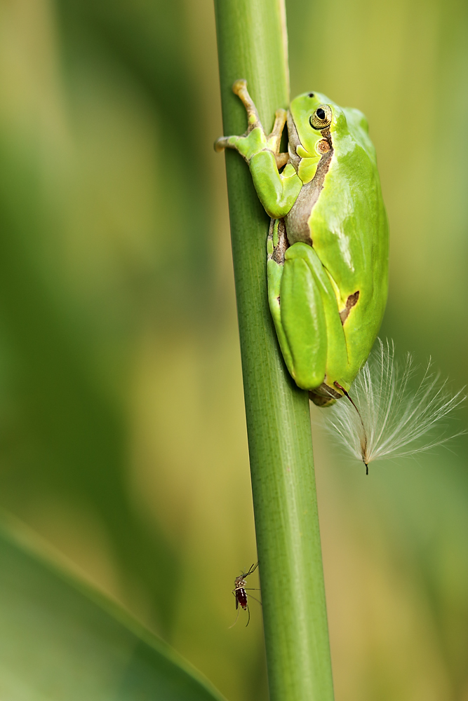 Lebensraum Grashalm