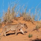 Lebensraum Kalahari (13)
