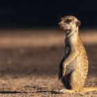 Lebensraum Kalahari (41)