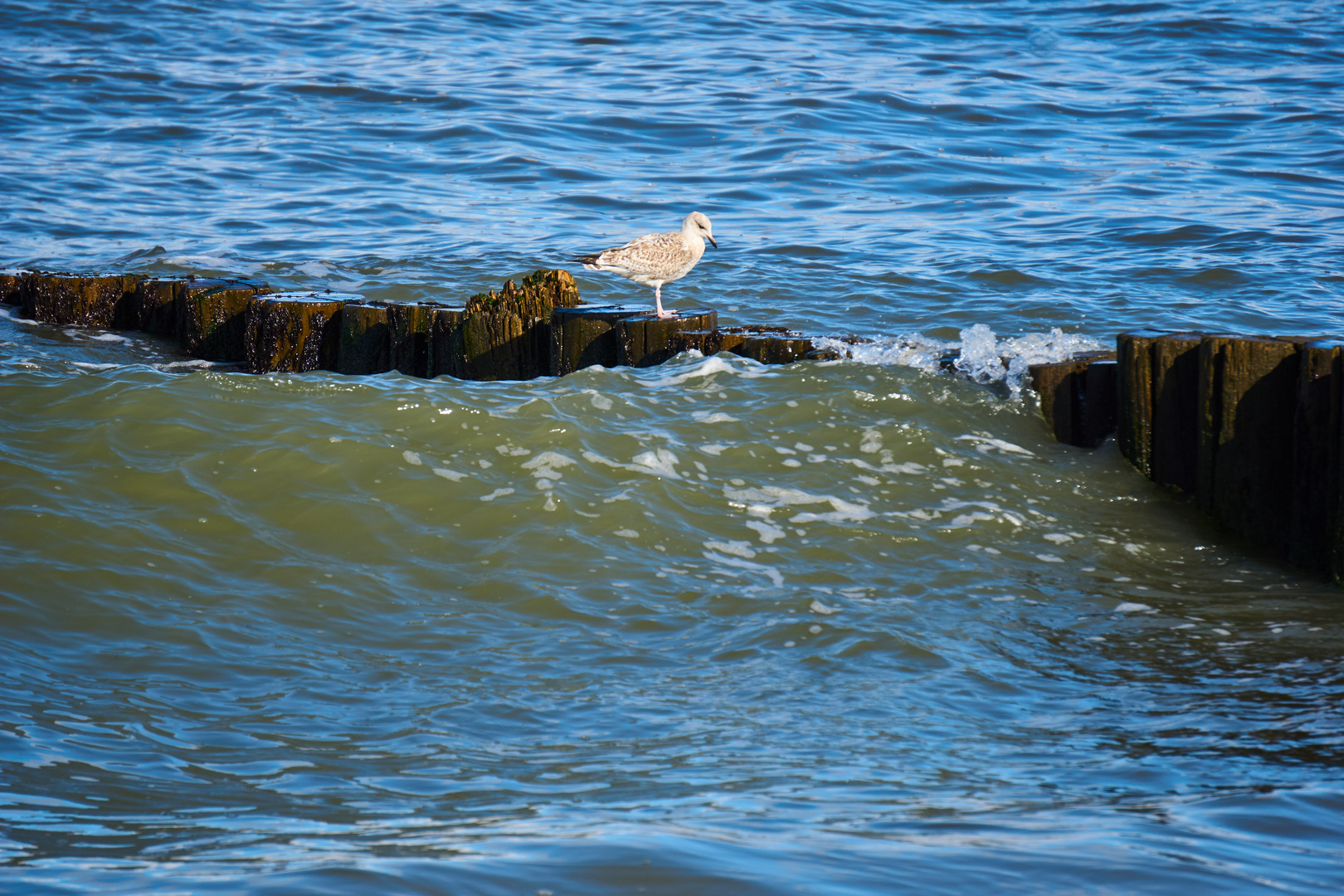 Lebensraum Nordsee