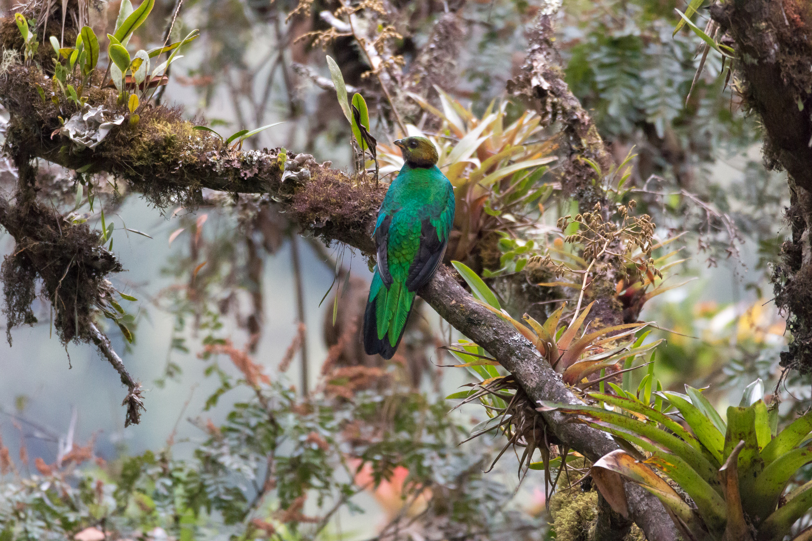 Lebensraum Quetzal