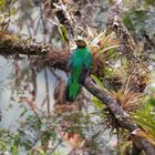 Lebensraum Quetzal