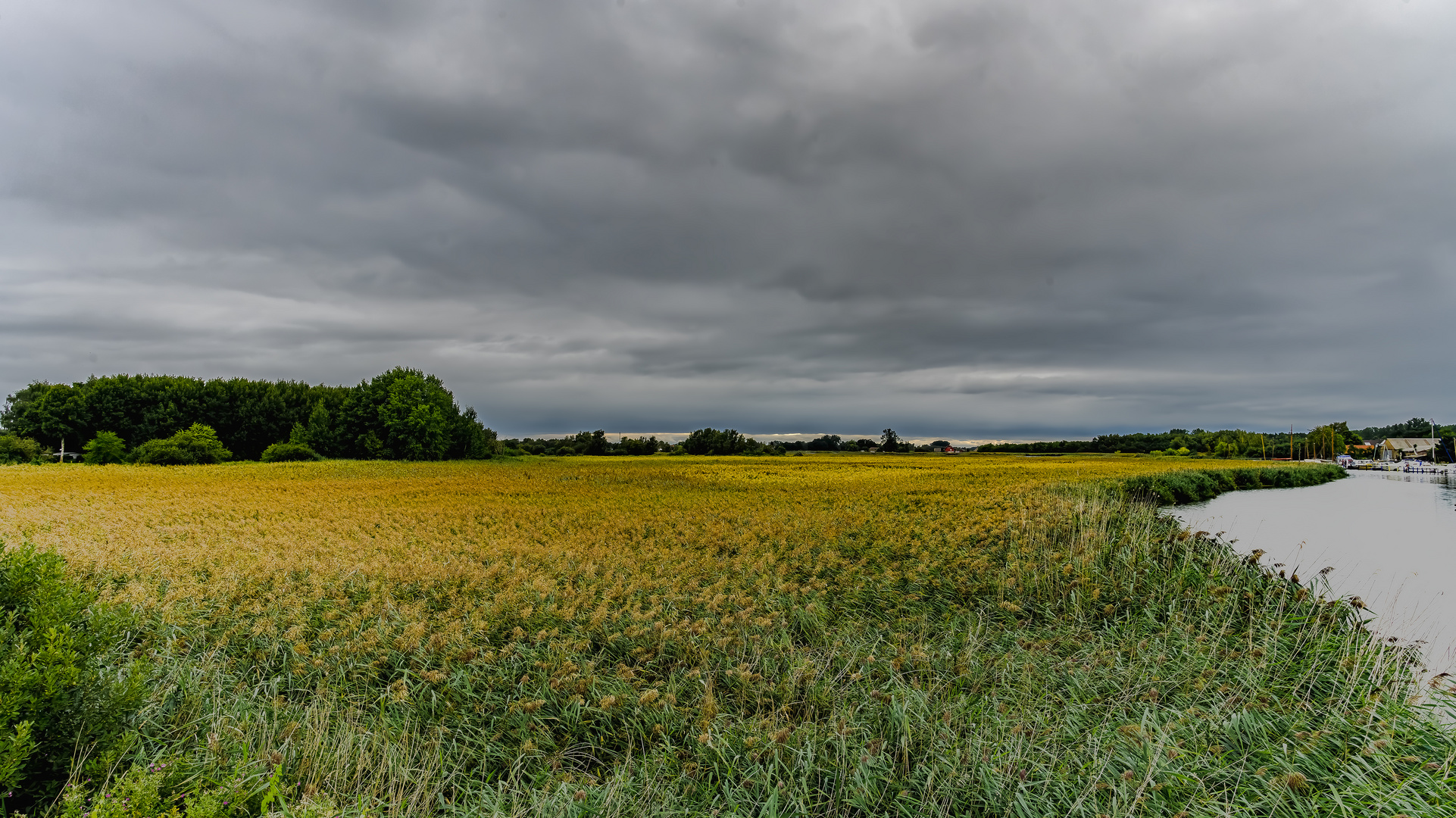 Lebensraum Schilf an der Barthe