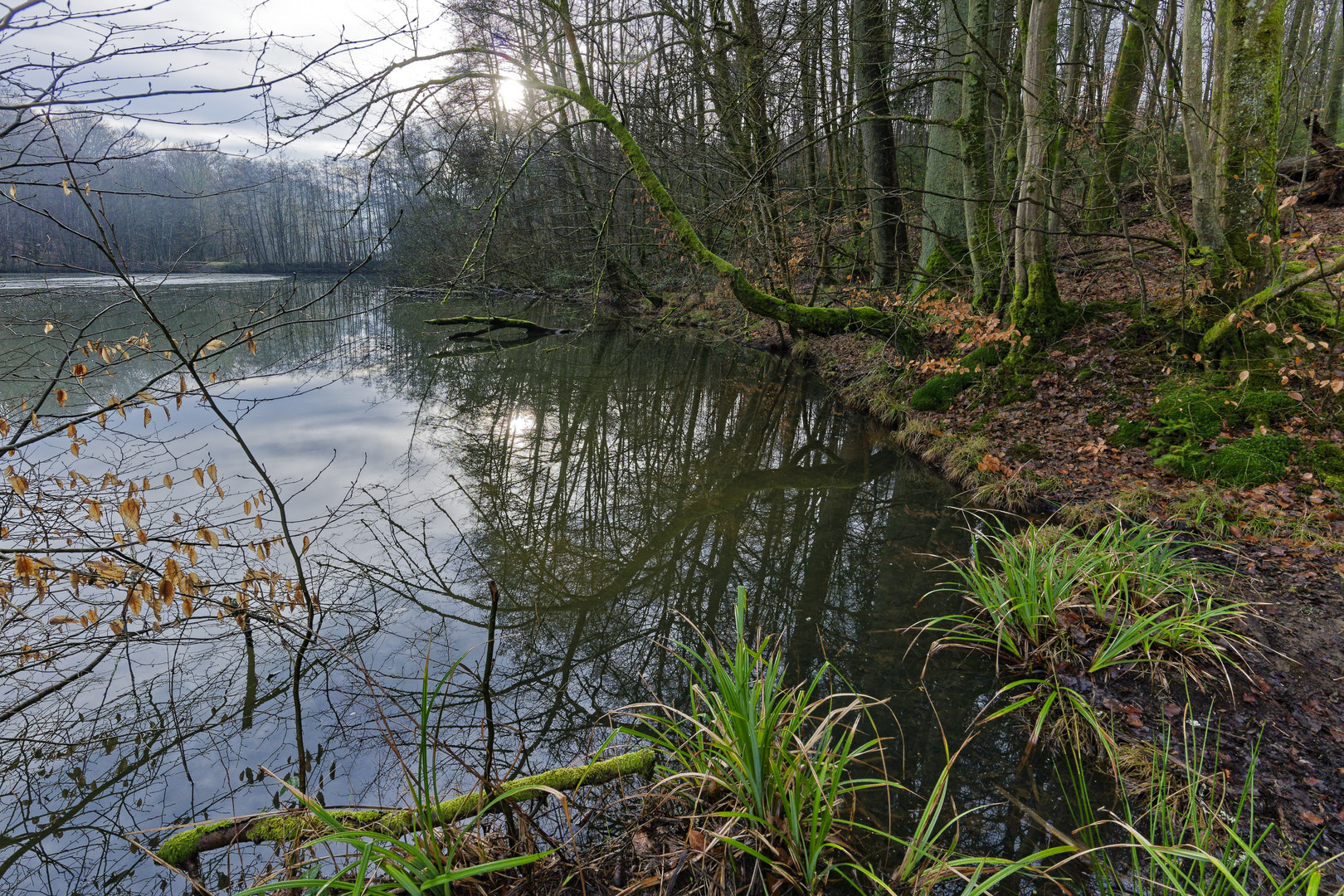 Lebensraum Sumpf, hier: Blick auf den Rosenweiher