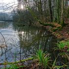 Lebensraum Sumpf, hier: Blick auf den Rosenweiher