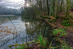 Lebensraum Sumpf, hier: Blick auf den Rosenweiher