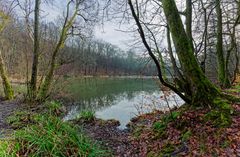 Lebensraum Sumpf, hier: Blick auf den Rosenweiher