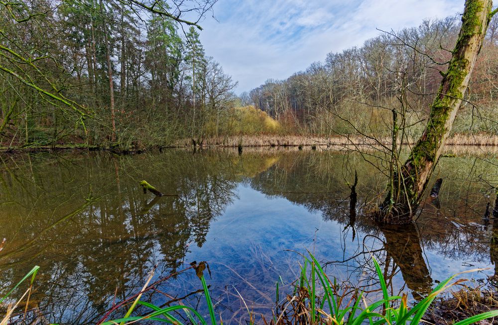 Lebensraum Sumpf, hier: Blick auf die Sumpflandschaft am Rosenweiher (2)