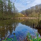 Lebensraum Sumpf, hier: Blick auf die Sumpflandschaft am Rosenweiher (2)