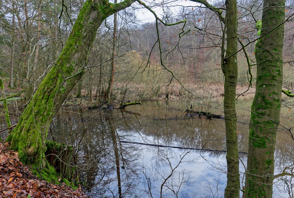 Lebensraum Sumpf, hier: Blick auf die Sumpflandschaft am  Rosenweiher 