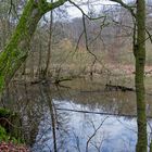 Lebensraum Sumpf, hier: Blick auf die Sumpflandschaft am  Rosenweiher 