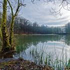 Lebensraum Sumpf, hier: Blick über den Rosenweiher