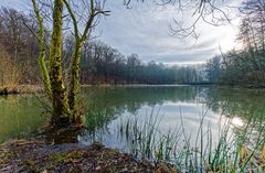 Lebensraum Sumpf, hier: Blick über den Rosenweiher