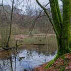 Lebensraum Sumpf, hier: Durchblick auf den Rosenweiher