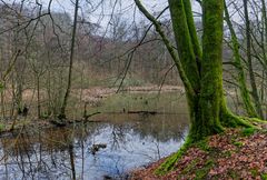 Lebensraum Sumpf, hier: Durchblick auf den Rosenweiher