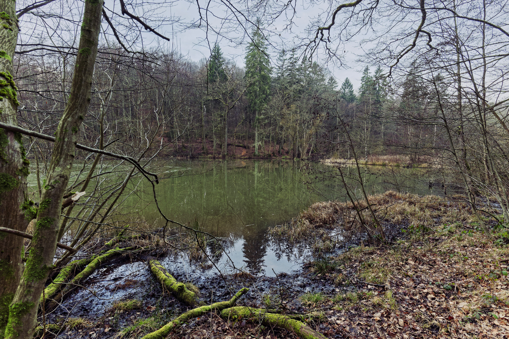 Lebensraum Sumpf, hier: Durchblick zum Rosenweiher