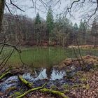 Lebensraum Sumpf, hier: Durchblick zum Rosenweiher