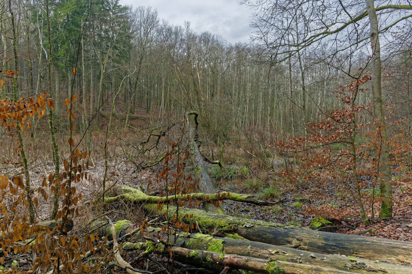 Lebensraum Sumpf, hier: Sumpflandschaft am Netzbach (10)