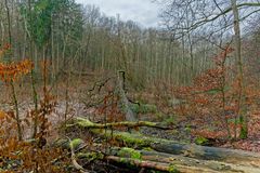 Lebensraum Sumpf, hier: Sumpflandschaft am Netzbach (10)