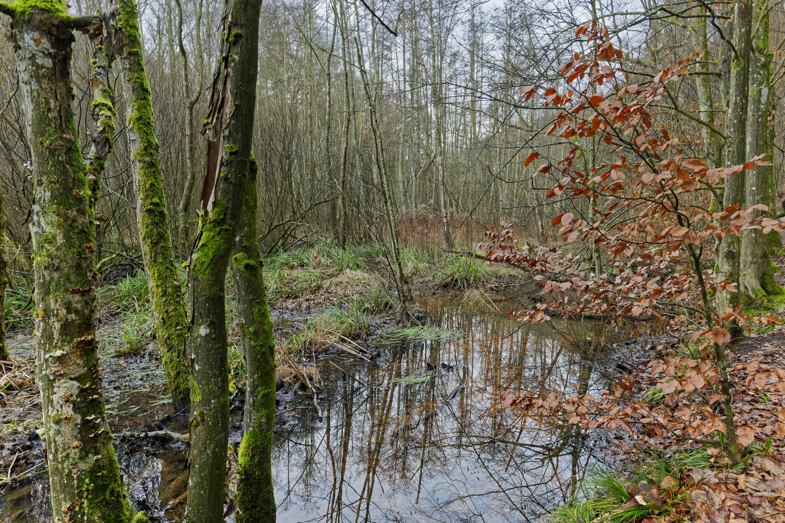 Lebensraum Sumpf, hier: Sumpflandschaft am Netzbach (11)