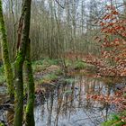 Lebensraum Sumpf, hier: Sumpflandschaft am Netzbach (11)