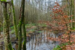 Lebensraum Sumpf, hier: Sumpflandschaft am Netzbach (11)