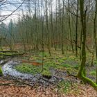 Lebensraum Sumpf, hier: Sumpflandschaft am Netzbach (12)