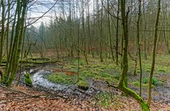 Lebensraum Sumpf, hier: Sumpflandschaft am Netzbach (12)