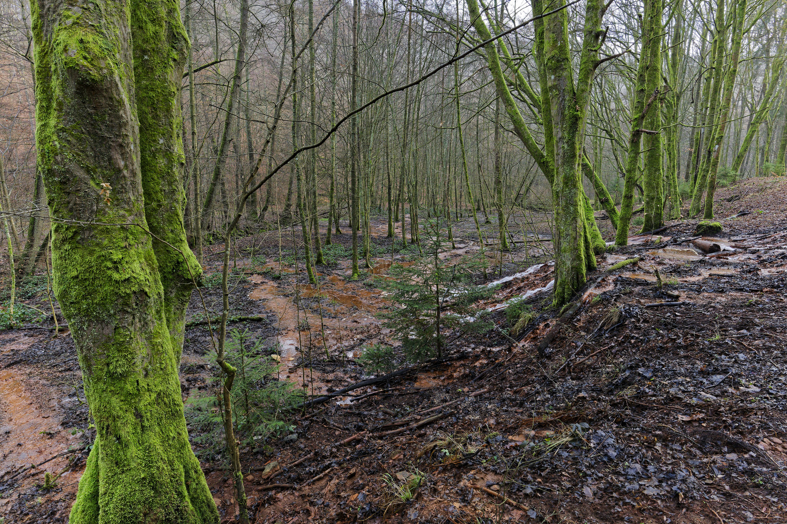 Lebensraum Sumpf, hier: Sumpflandschaft am Netzbach (13)