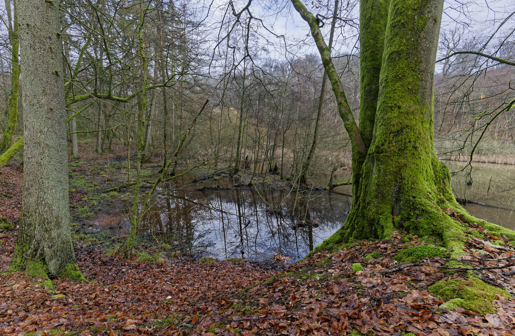 Lebensraum Sumpf, hier: Sumpflandschaft am Netzbach (14)