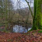 Lebensraum Sumpf, hier: Sumpflandschaft am Netzbach (14)