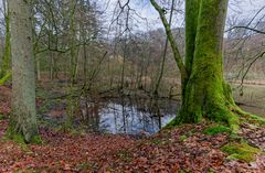 Lebensraum Sumpf, hier: Sumpflandschaft am Netzbach (14)