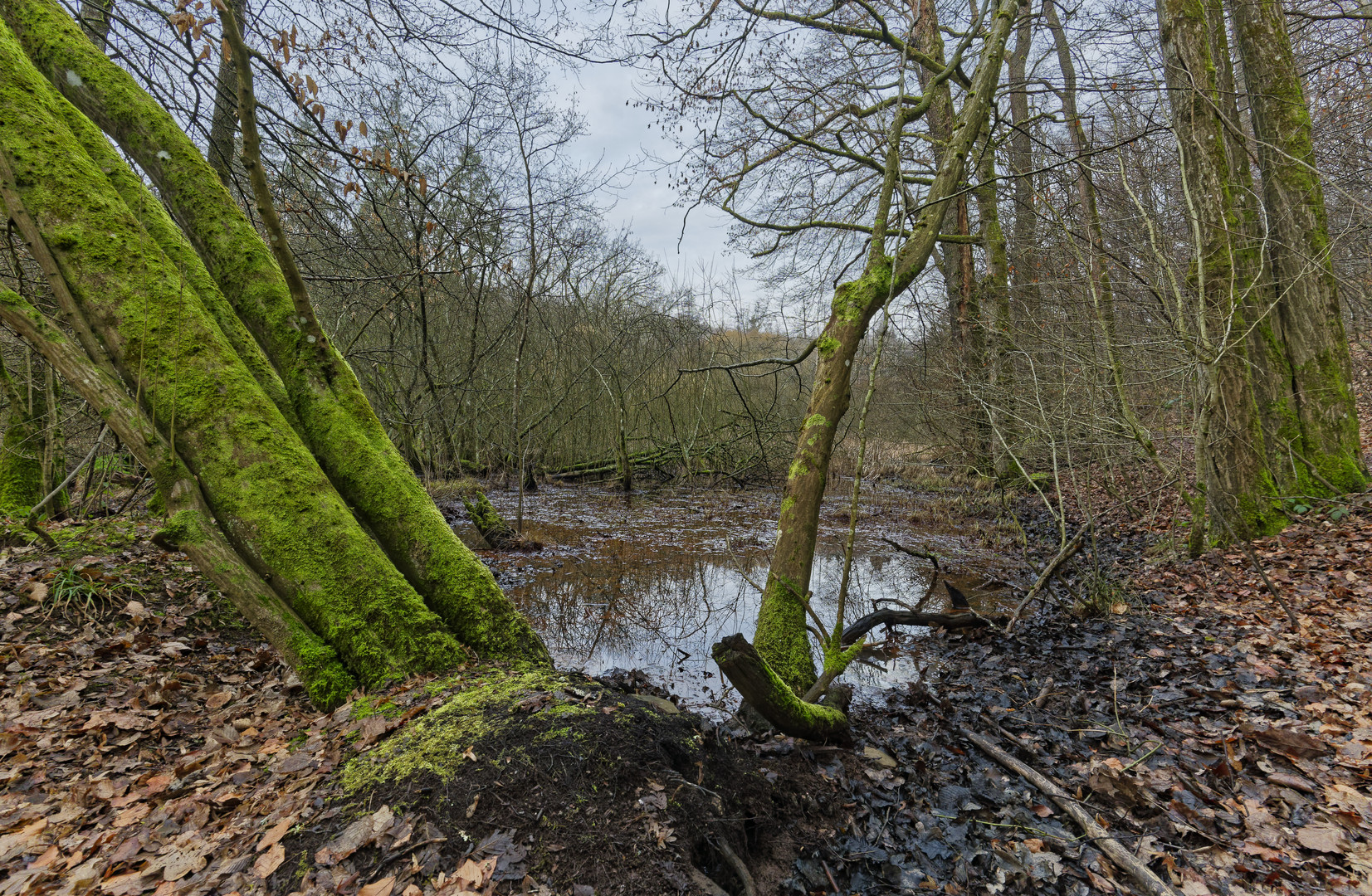 Lebensraum Sumpf, hier: Sumpflandschaft am Netzbach (2)