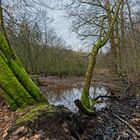 Lebensraum Sumpf, hier: Sumpflandschaft am Netzbach (2)