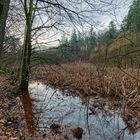 Lebensraum Sumpf, hier: Sumpflandschaft am Netzbach (3)