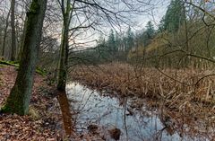 Lebensraum Sumpf, hier: Sumpflandschaft am Netzbach (3)