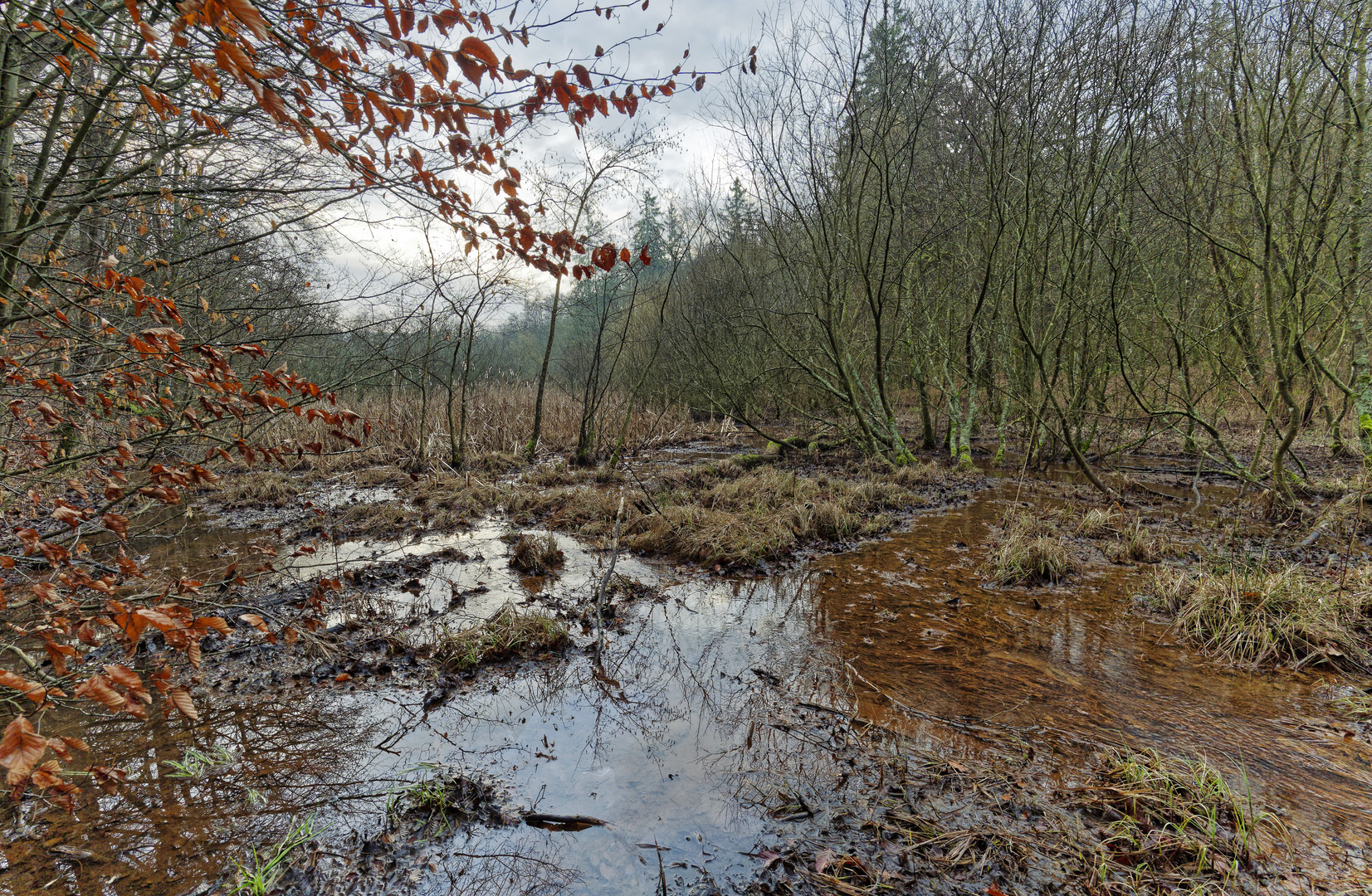 Lebensraum Sumpf, hier: Sumpflandschaft am Netzbach (4)