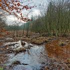 Lebensraum Sumpf, hier: Sumpflandschaft am Netzbach (4)