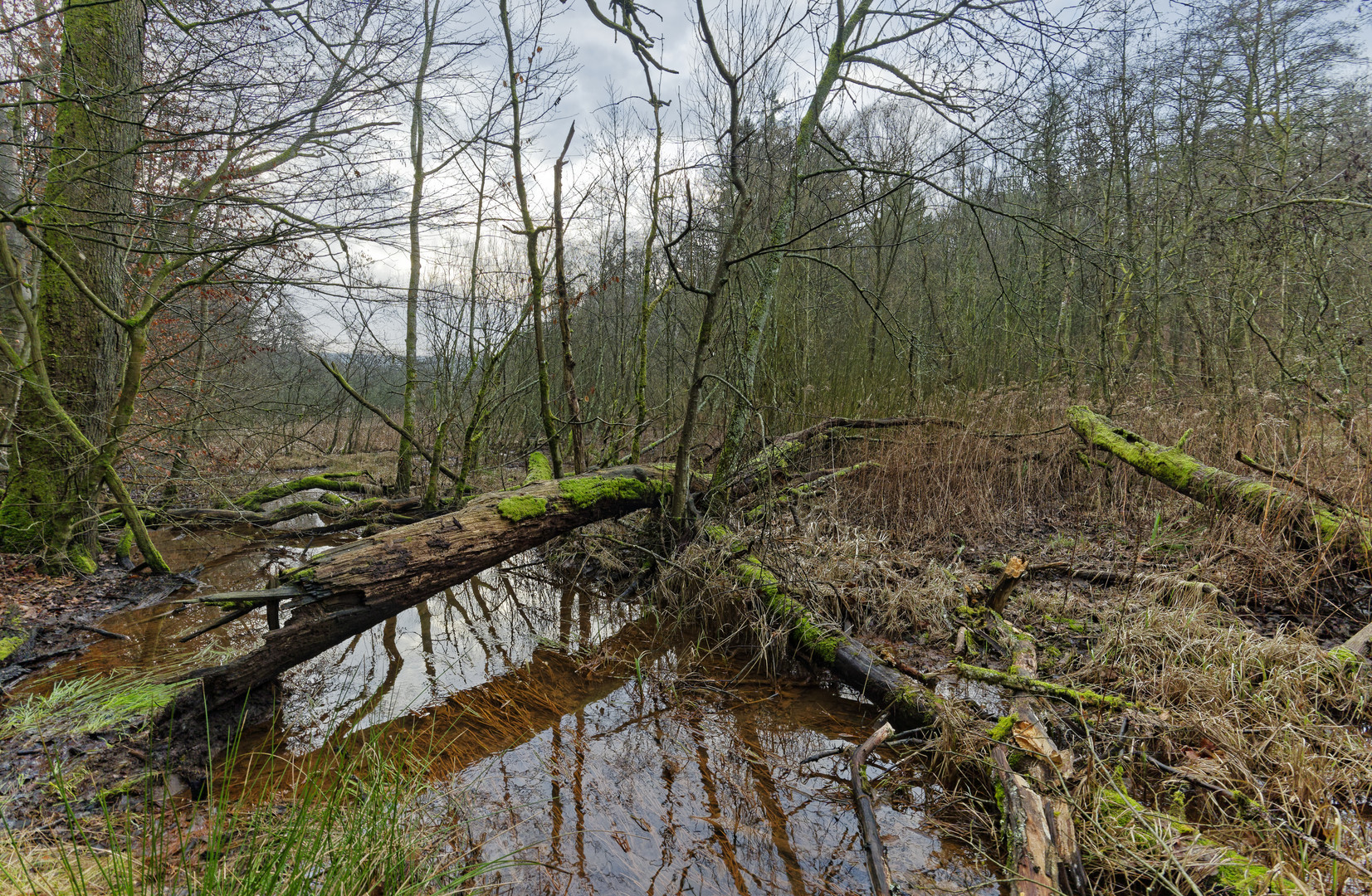 Lebensraum Sumpf, hier: Sumpflandschaft am Netzbach (5) 