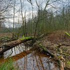 Lebensraum Sumpf, hier: Sumpflandschaft am Netzbach (5) 