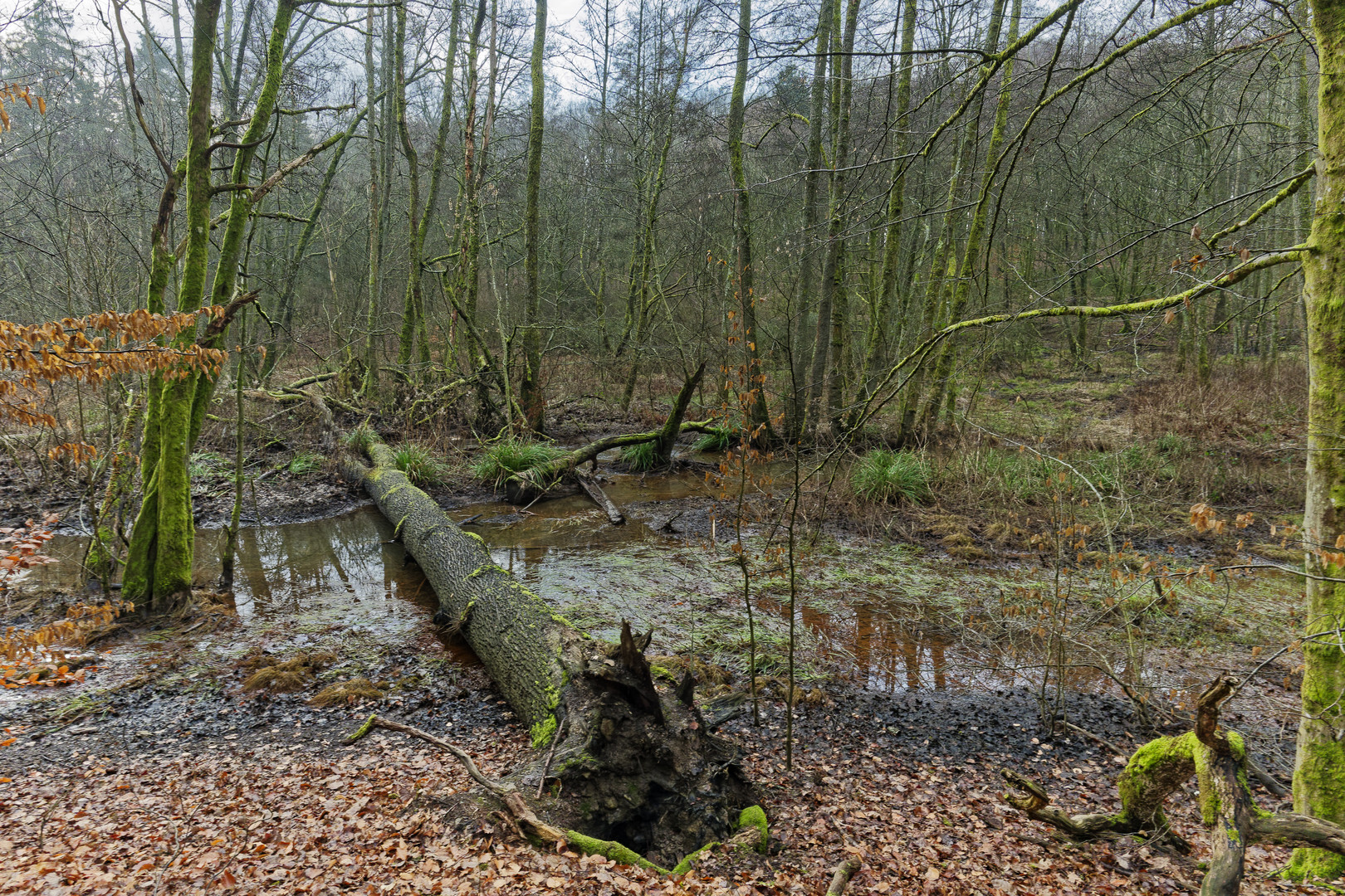 Lebensraum Sumpf, hier: Sumpflandschaft am Netzbach (6) 