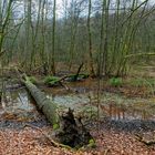 Lebensraum Sumpf, hier: Sumpflandschaft am Netzbach (6) 