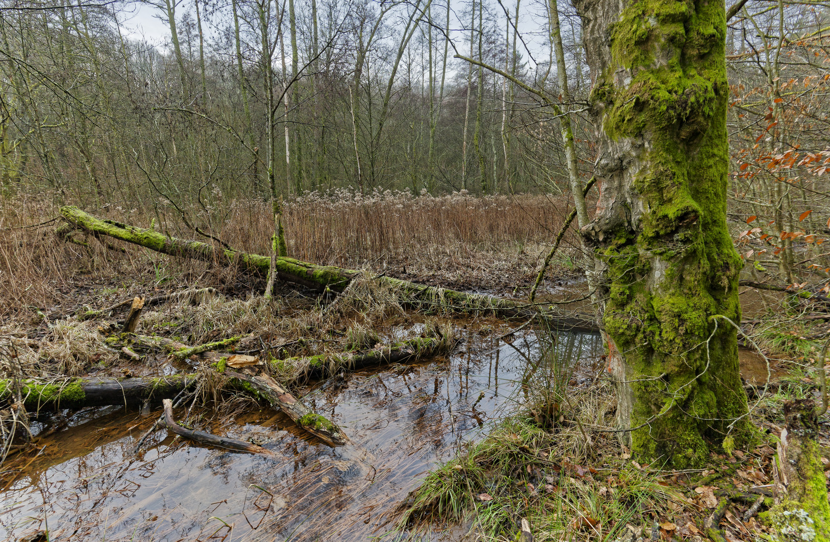 Lebensraum Sumpf, hier: Sumpflandschaft am Netzbach (7) 