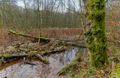 Lebensraum Sumpf, hier: Sumpflandschaft am Netzbach (7) 