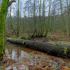 Lebensraum Sumpf, hier: Sumpflandschaft am Netzbach (8) 