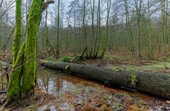 Lebensraum Sumpf, hier: Sumpflandschaft am Netzbach (8) 